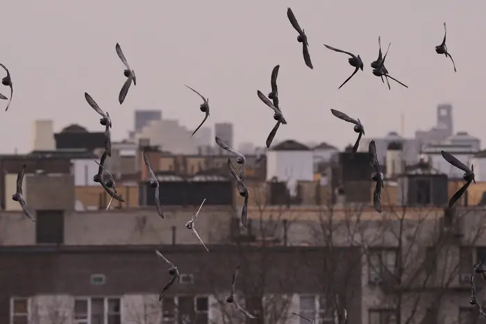 a photo of pigeons